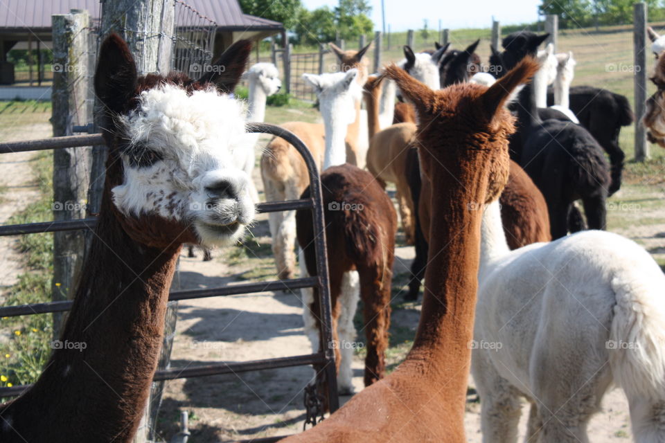 Alpacas