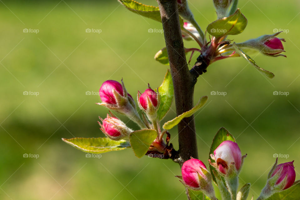 blossoms in spring close up