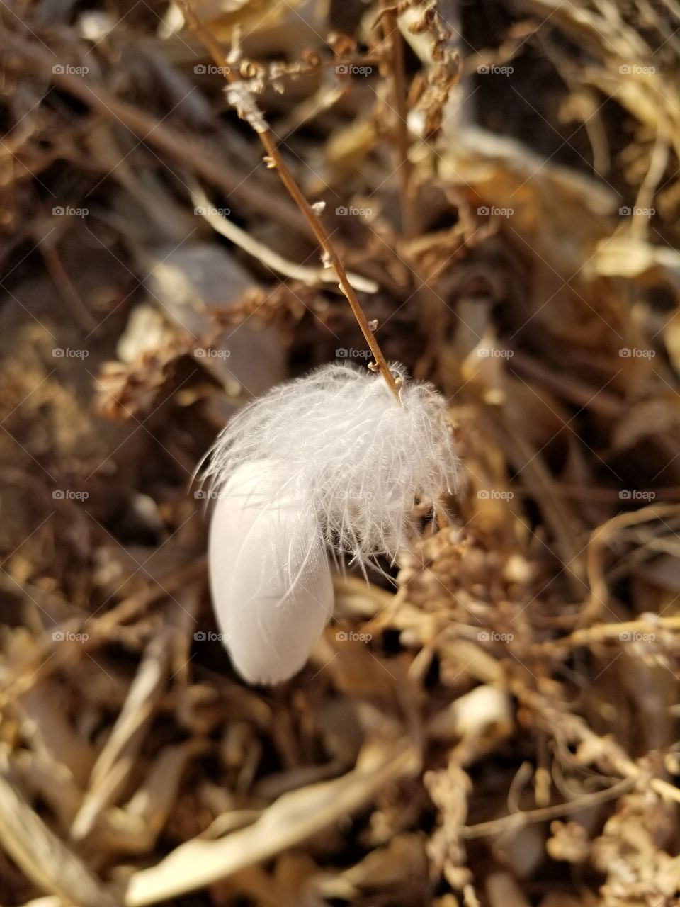 white feather in dry field
