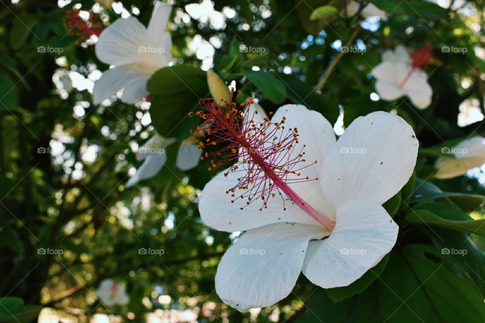 Tropical Flower