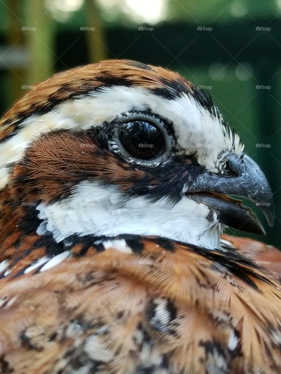 Male Bob white quail