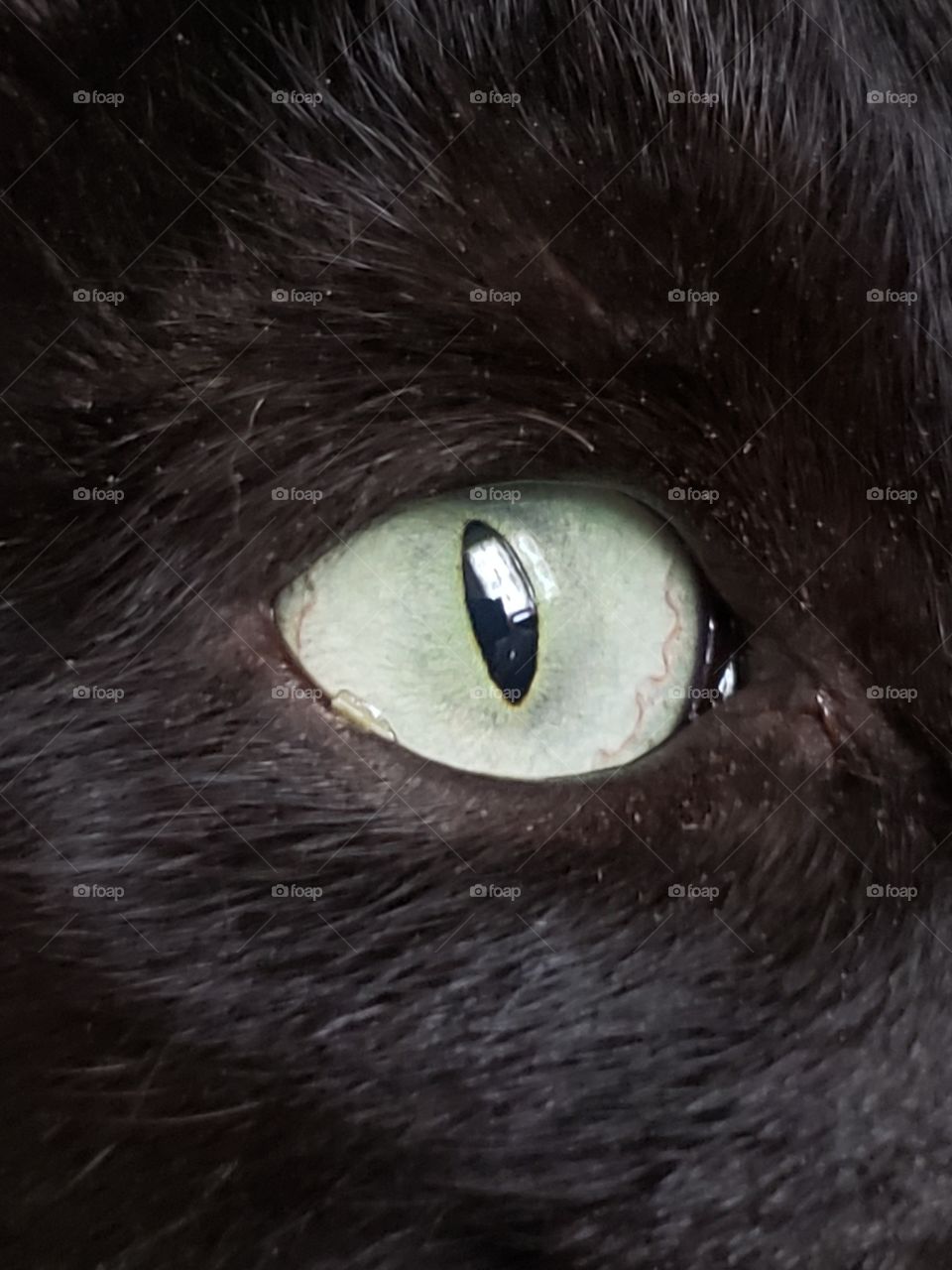 cat eye
