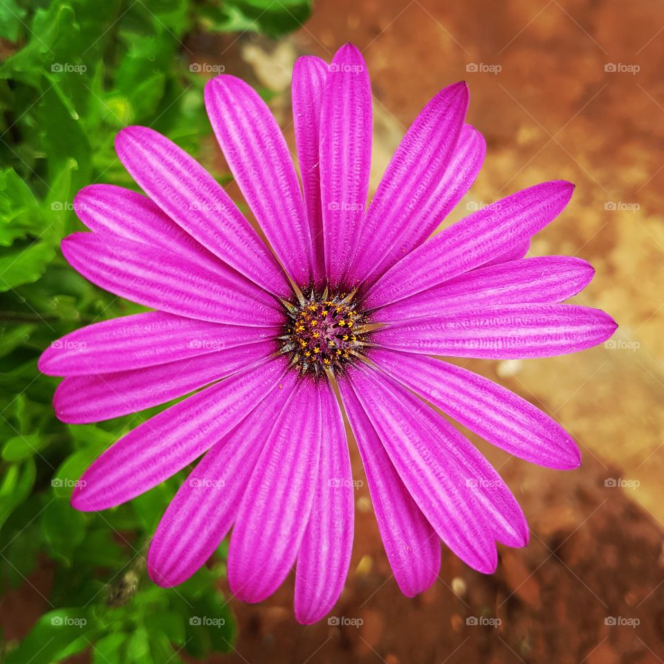 Pink African Daisy