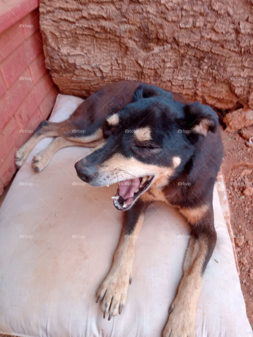 Cachorrinha descansando