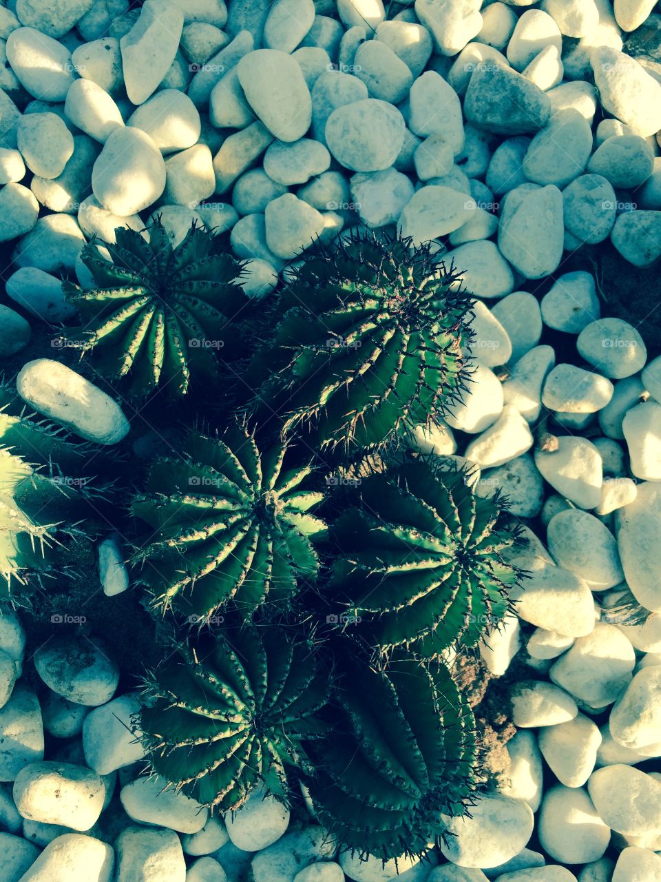 Cactus 🌵 de Lanzarote 