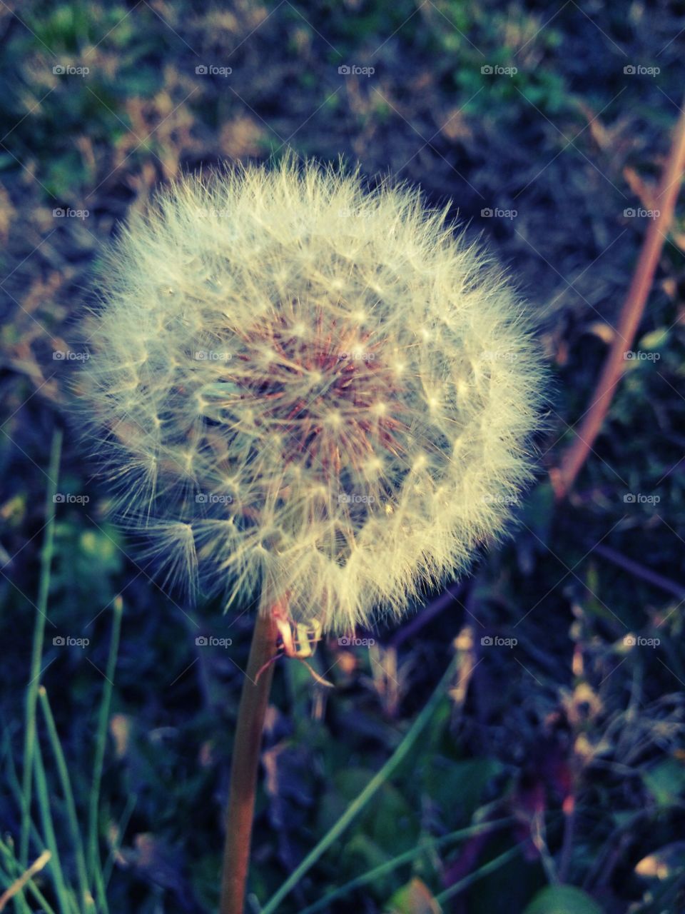 A dandelion battles the wind in a rural Arkansas field