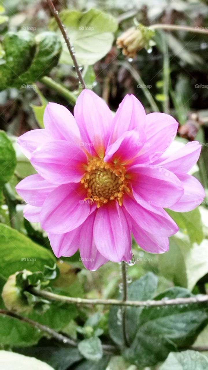 pink flower