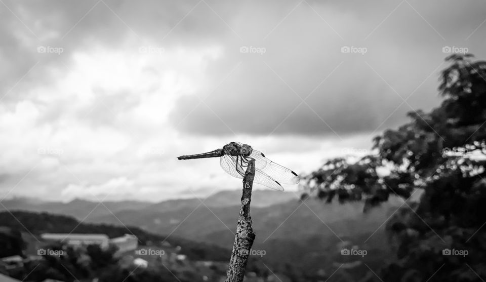 A perching dragonfly shot in black and white