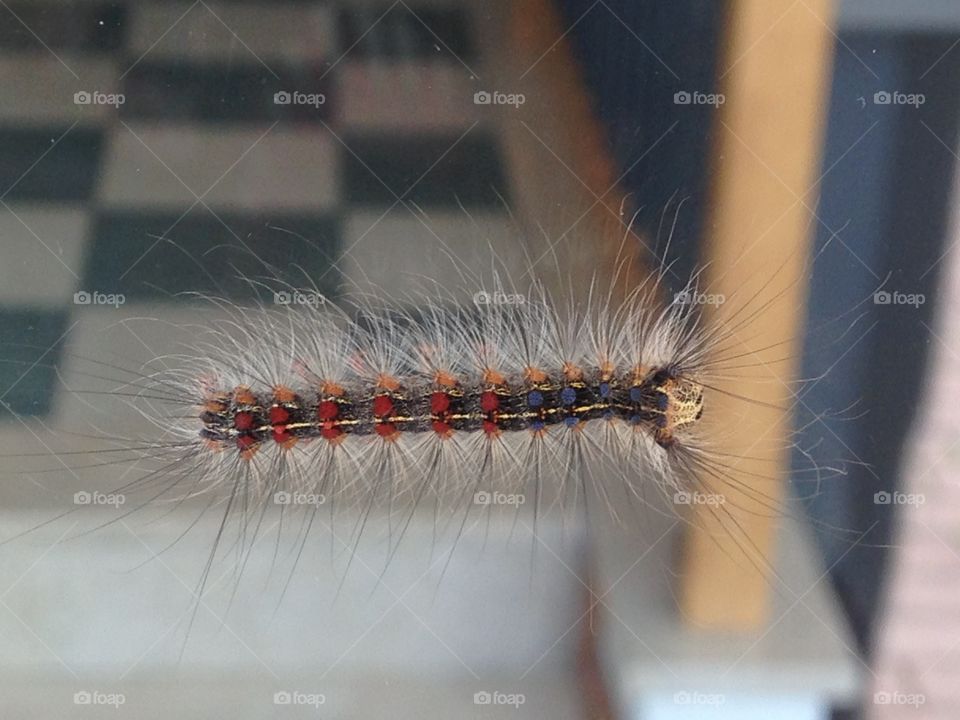 Close-up of caterpillar