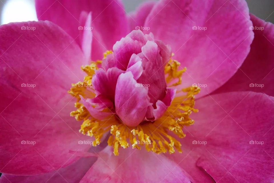 Pink flower
