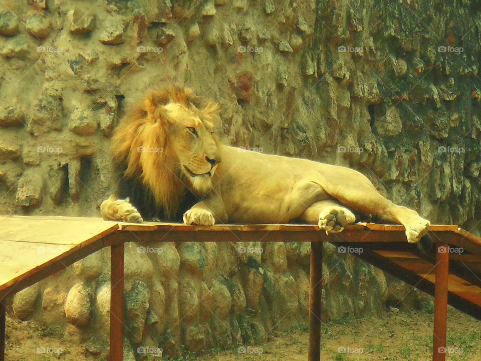 lion sleeping time