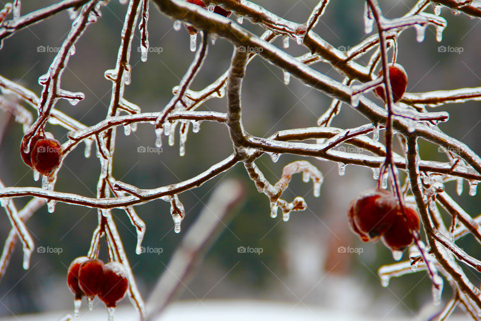 Frozen berries on branches