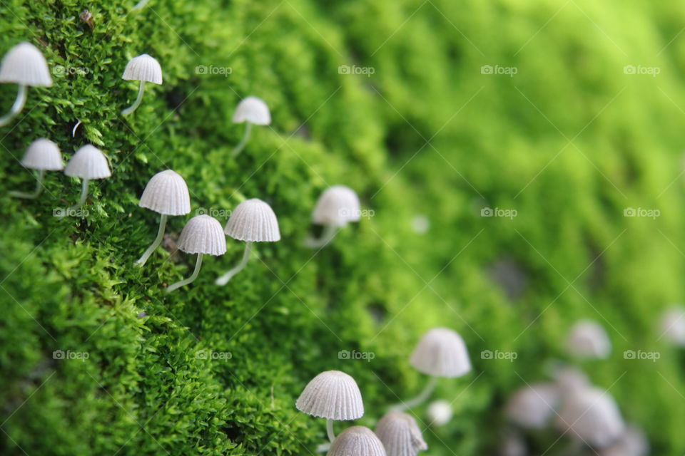 Nature’s miniature beauty. Mini mushrooms in vibrant green moss