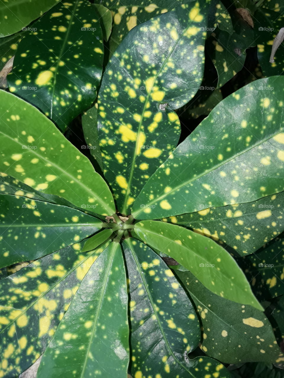 special leaf has yellow dot spread all over them.