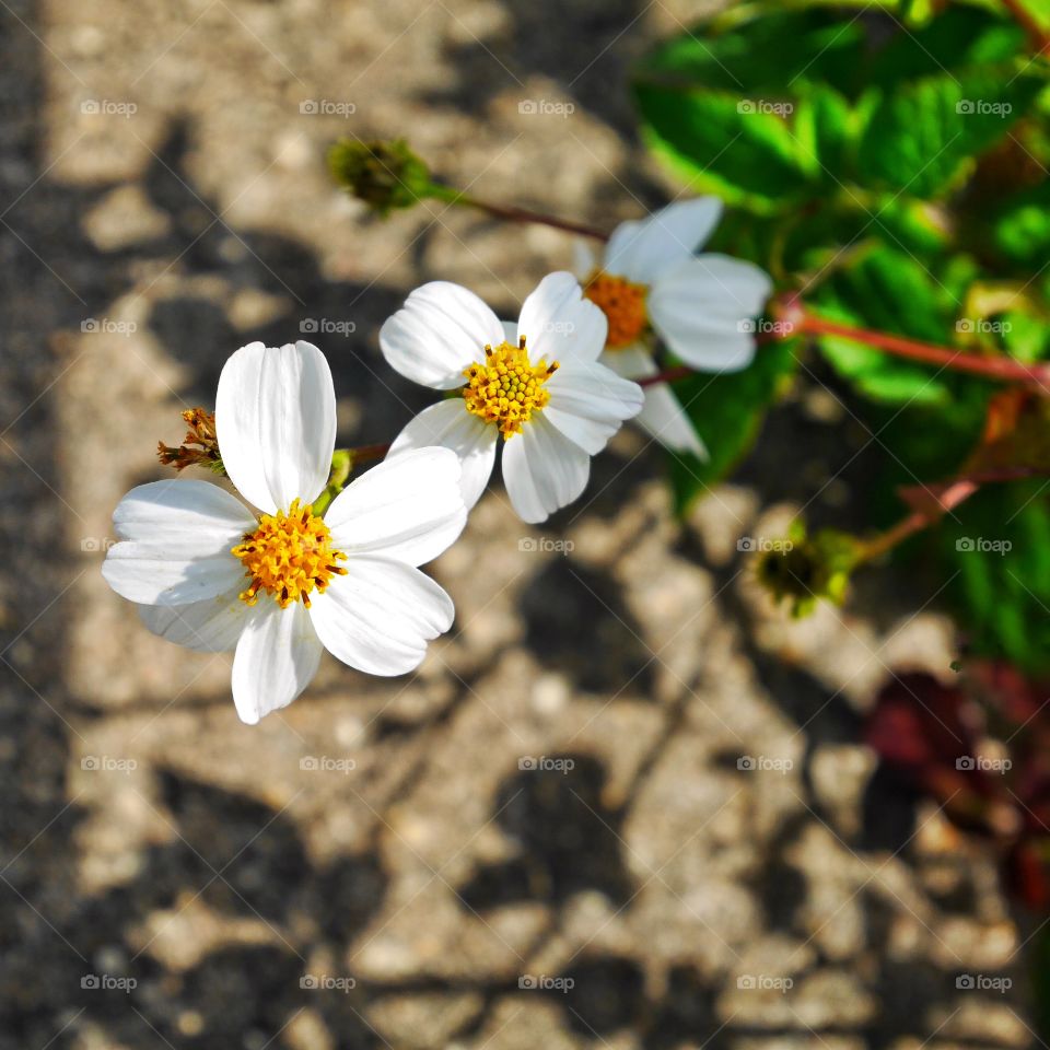 White flowers blooming outdoors