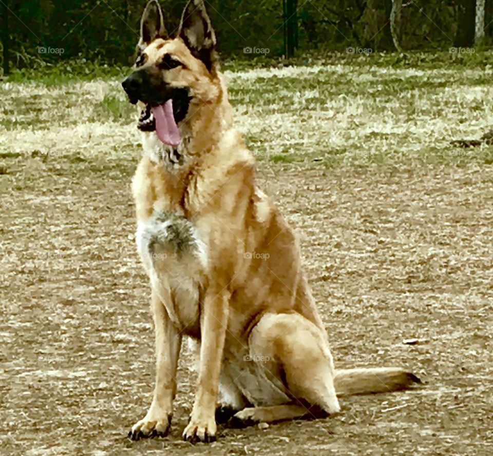 German Shepherd Sitting