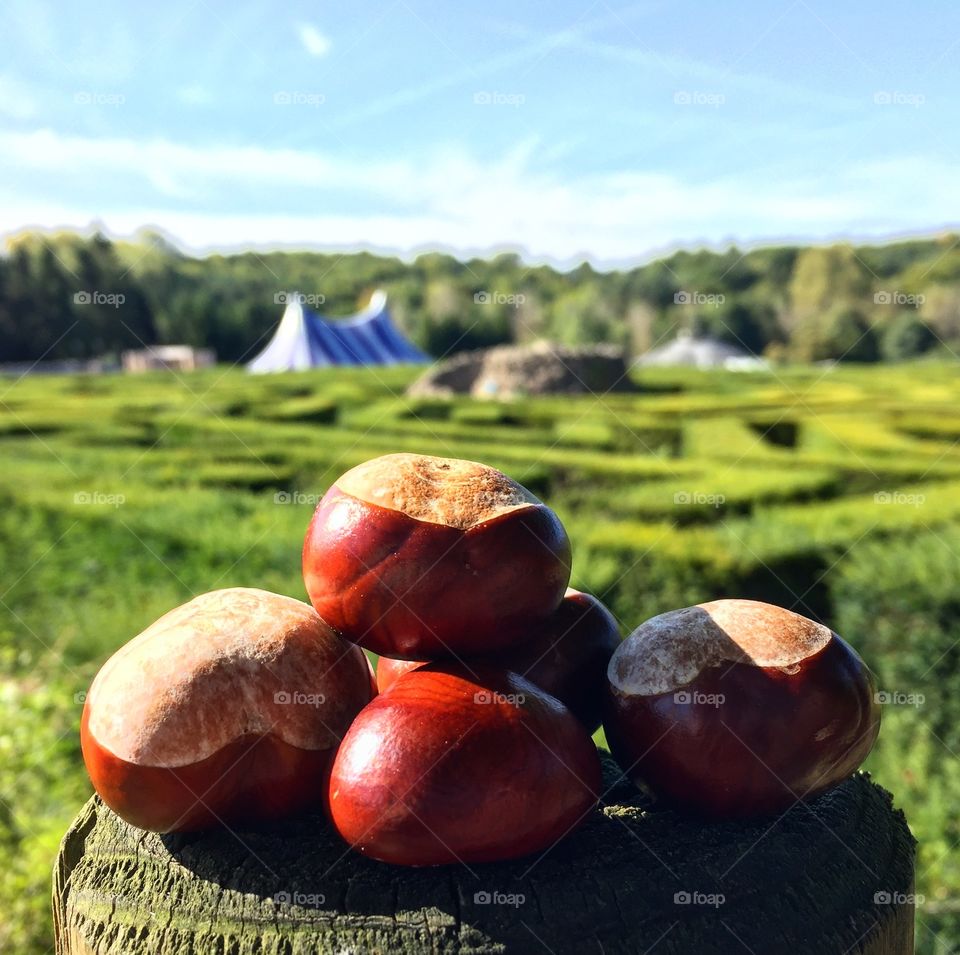 Conkers 