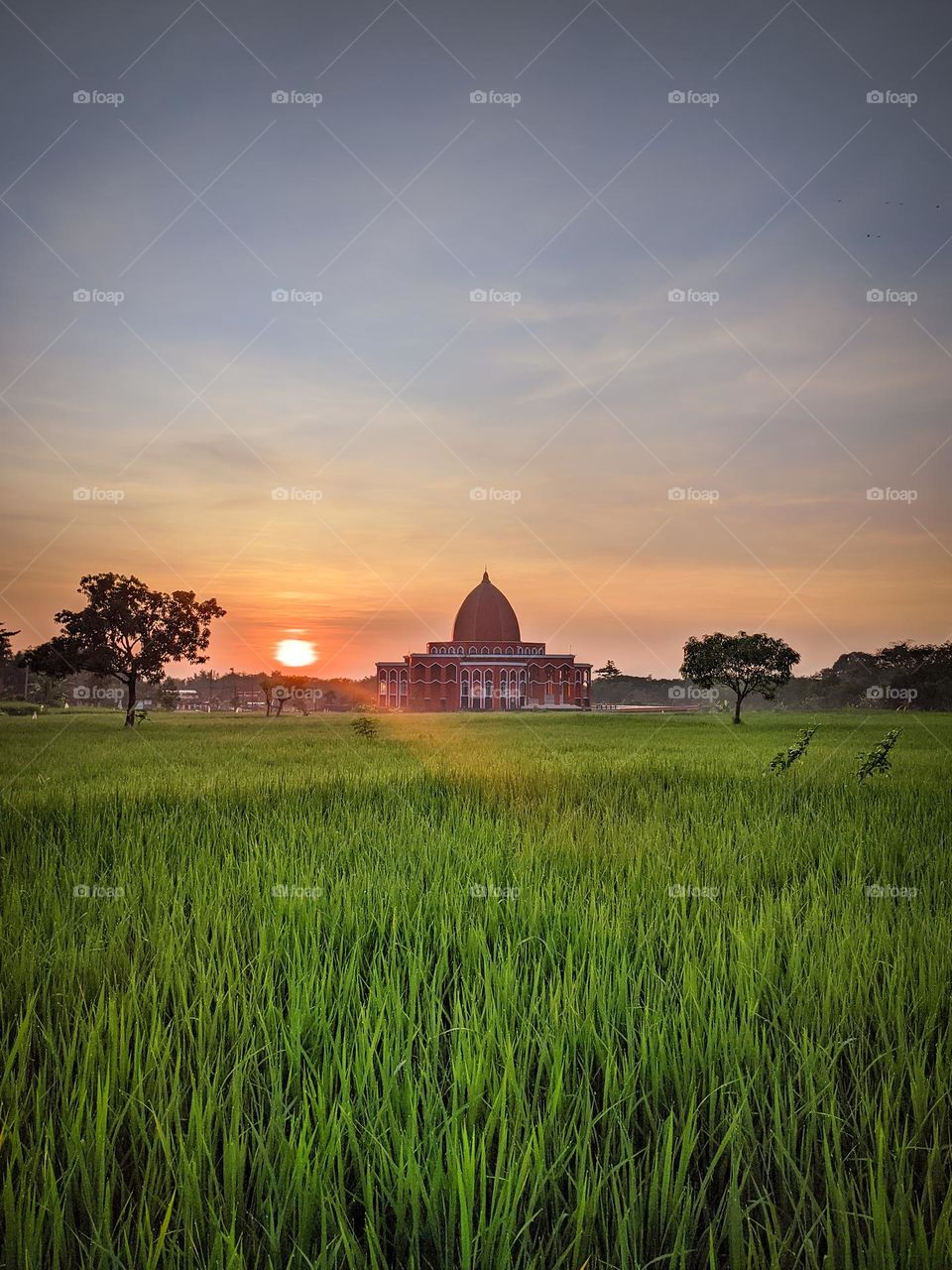 the red mosque in the middle of the rice fields