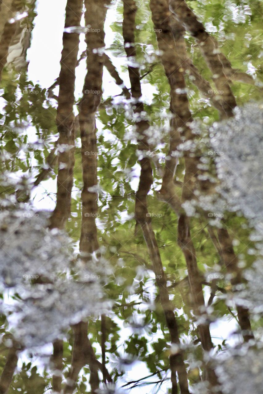 Water reflection of trees and limbs