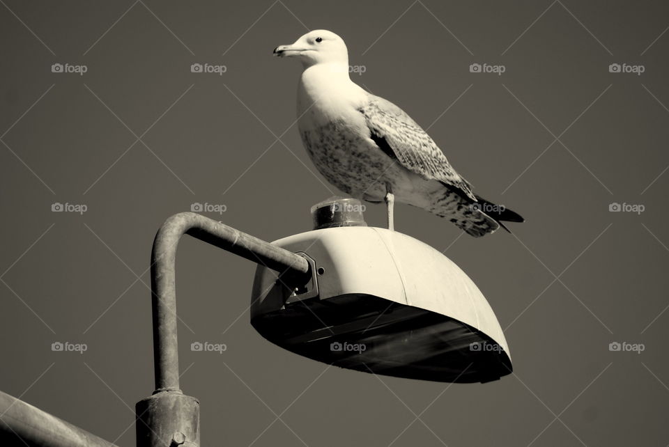 Seagull 