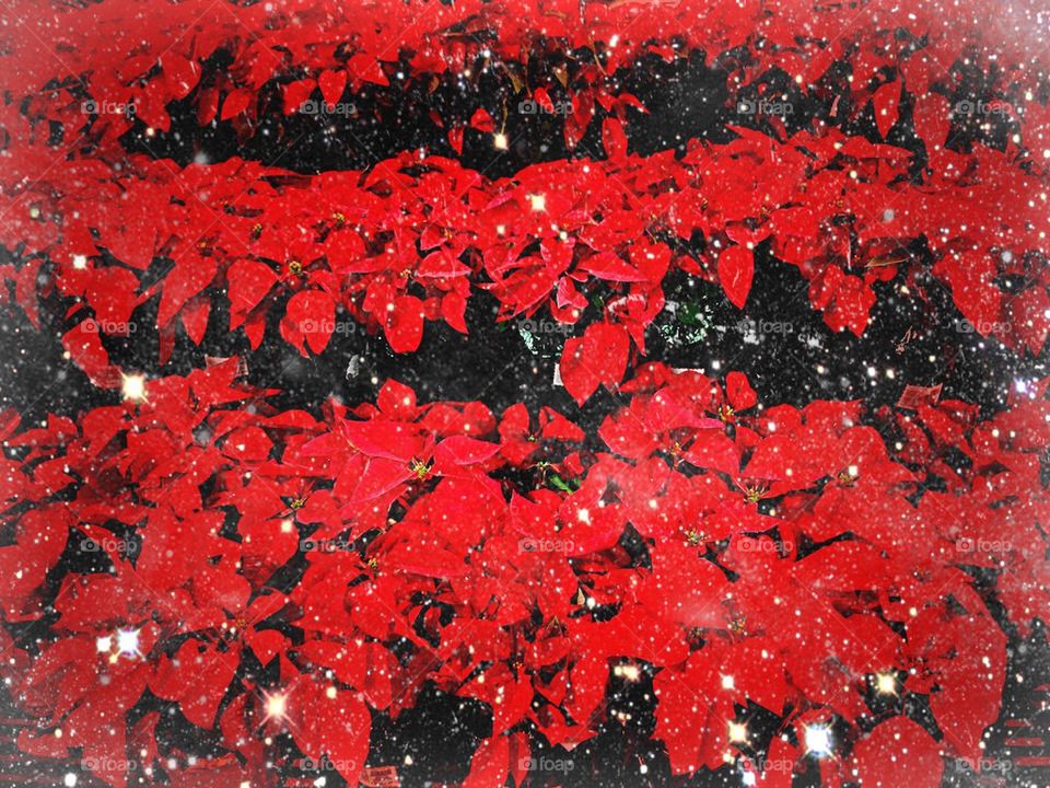 Rows of poinsettias 