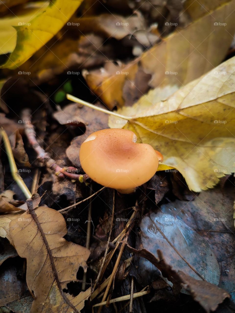 Orange cap mushroom Paralepista flaccida among yellow fallen leaves in autumn forest