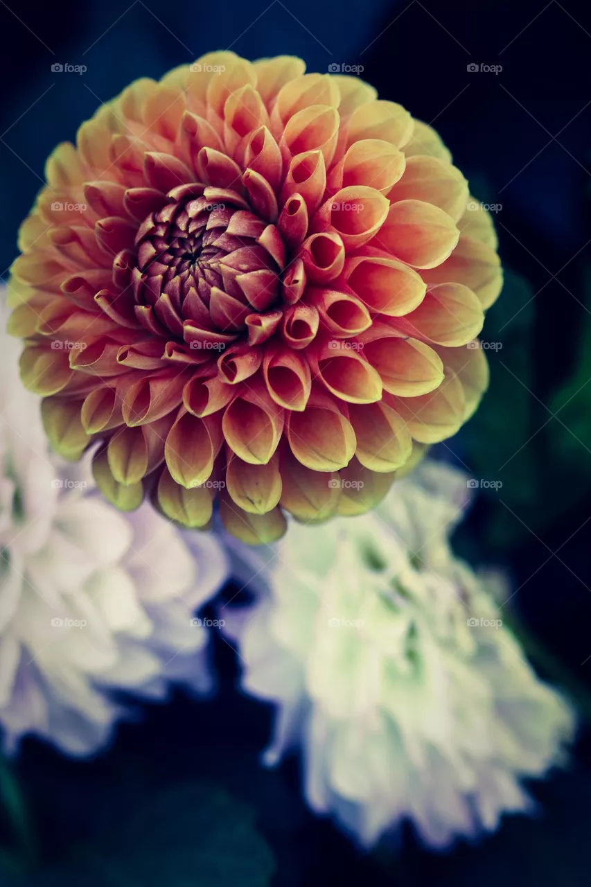 Dahlia diva