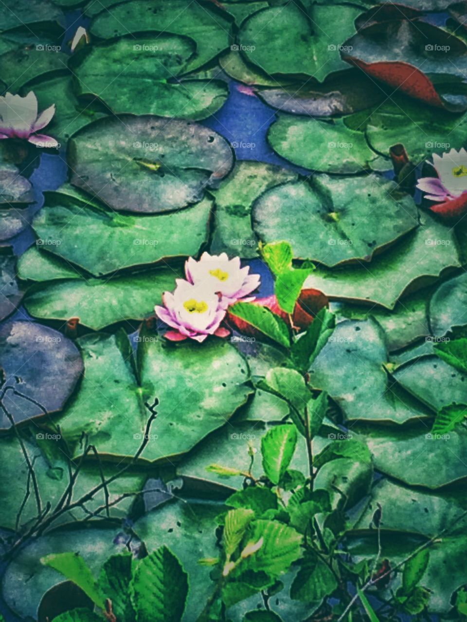 Waterlily