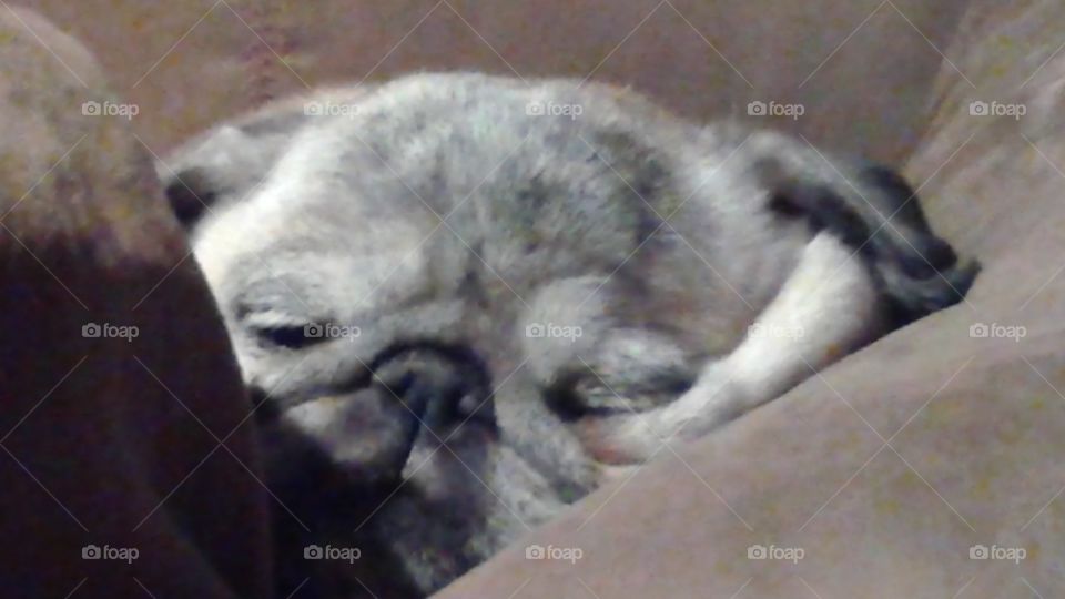 Sleeping pug. Our pug Lacy taking a snooze!