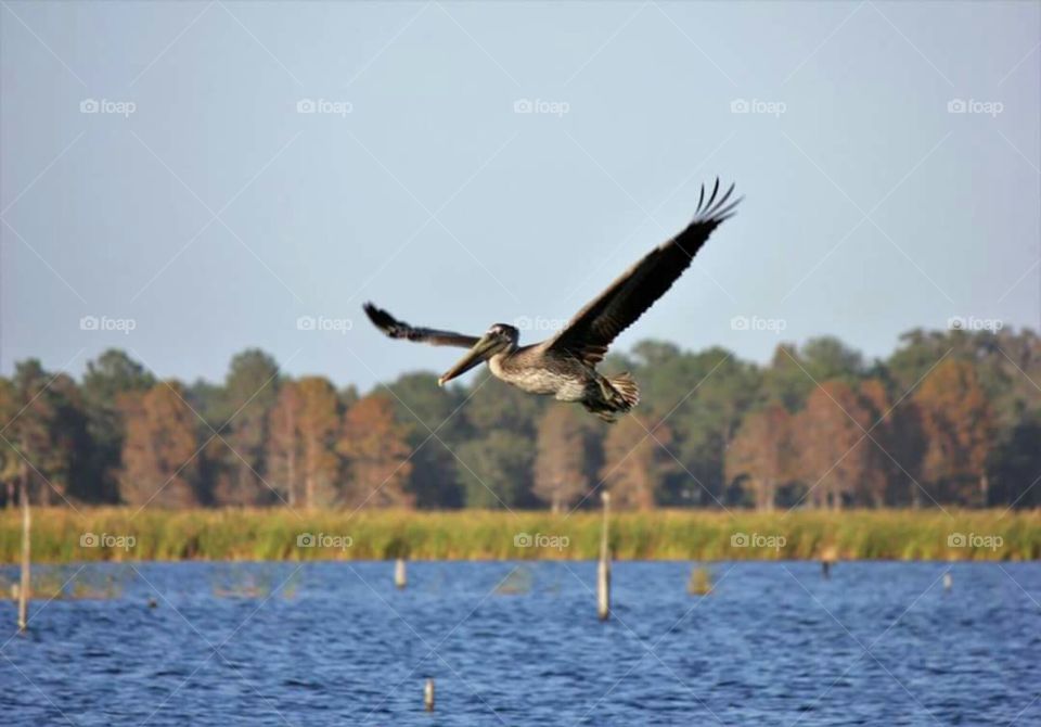 Soaring to its next location.