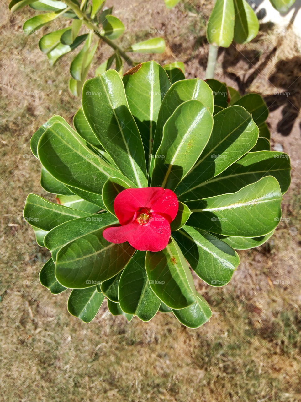 Desert Rose