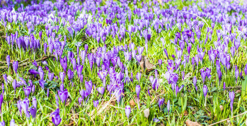 Spring flowers - crocuses