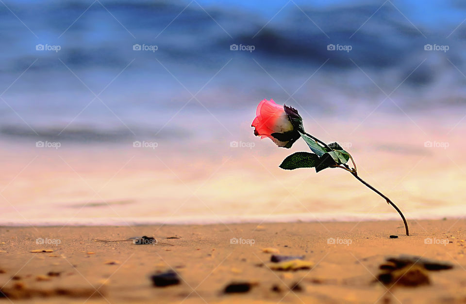 plastic flower in the beach