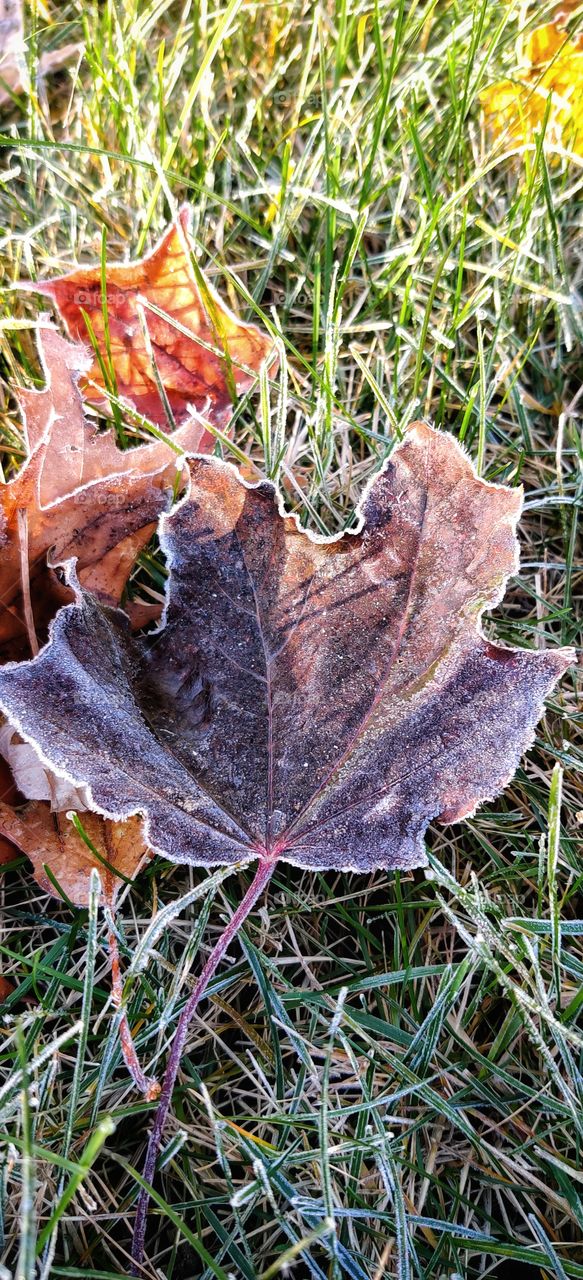 frost on fallen leaves