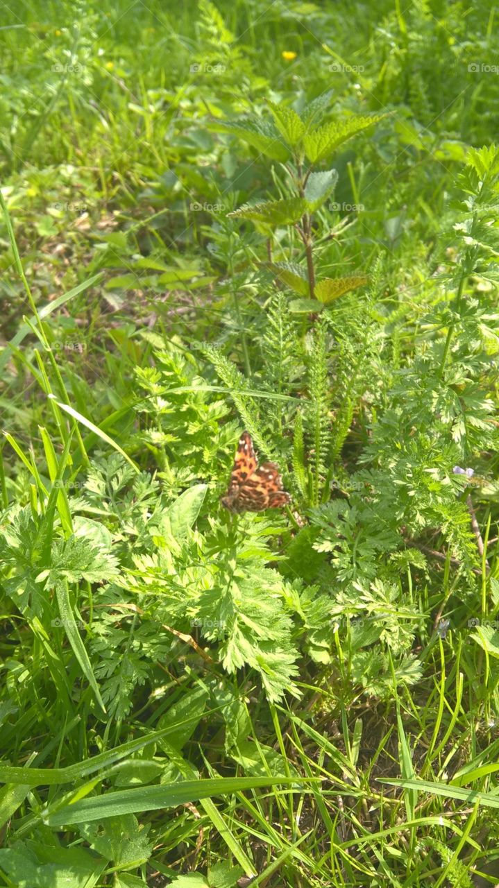 motyle w Małopolsce