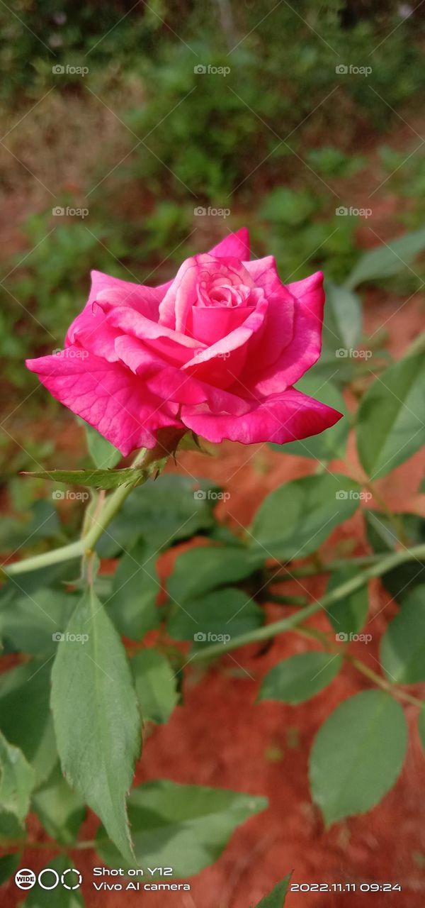 Pink Chinese rose 🌹🤩