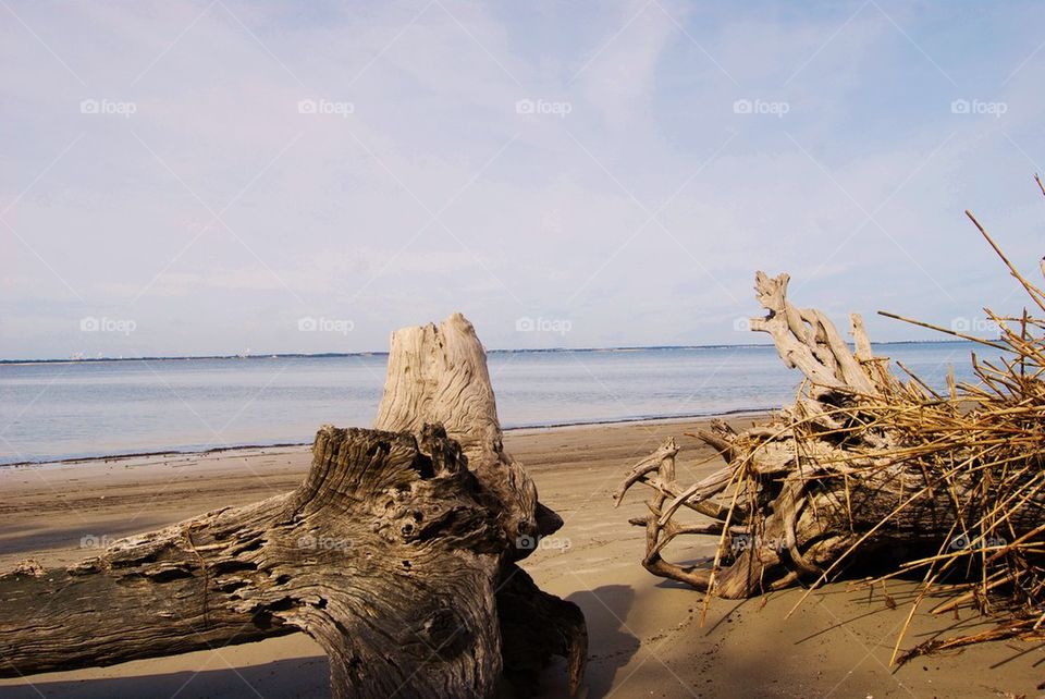 Driftwood on beach