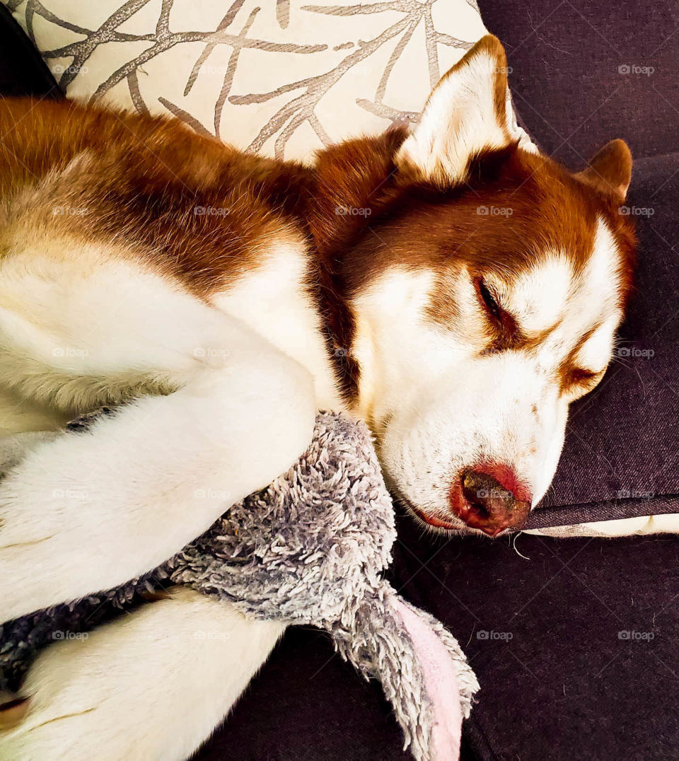 husky sleeping with a bunny
