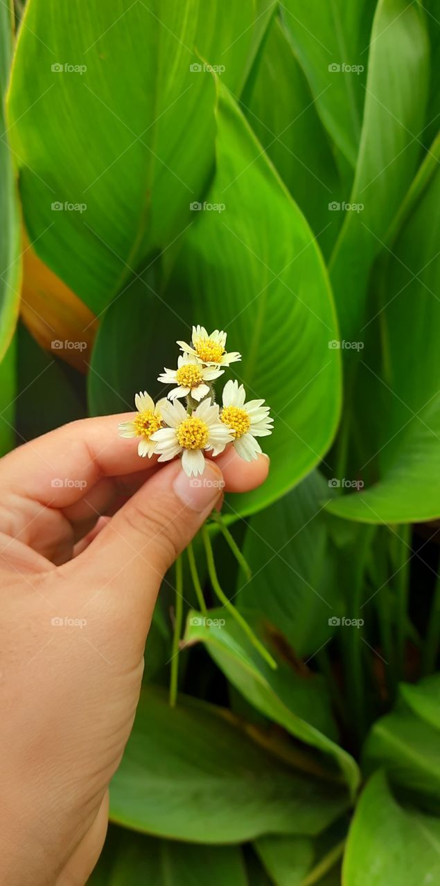 beautiful flower in garden