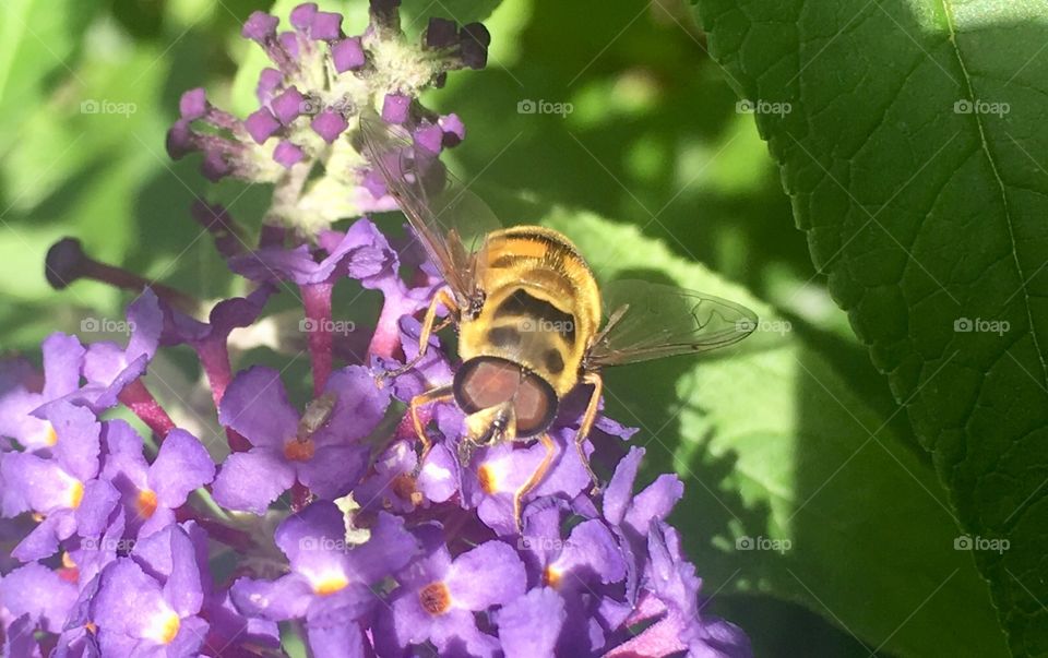 Hover fly 