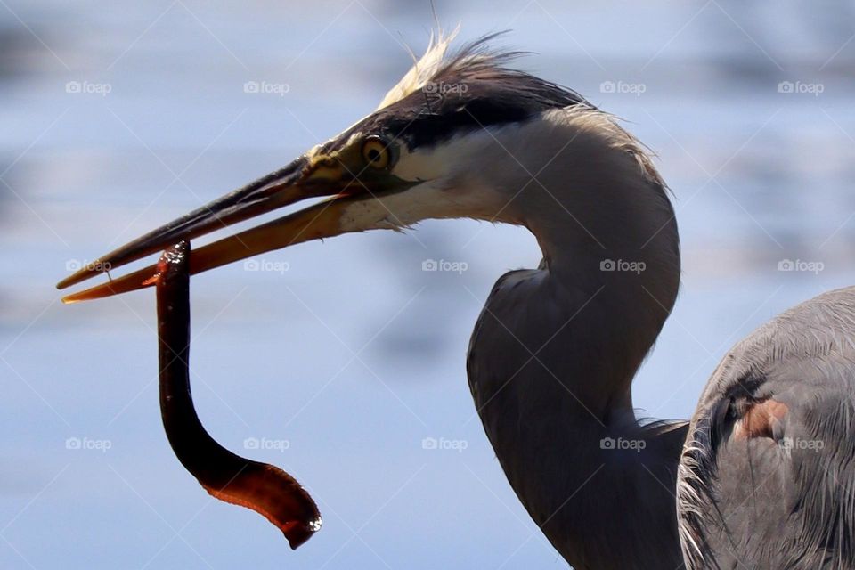 A great blue heron captures an unsuspecting red gunnel on the shores of the Puget Sound