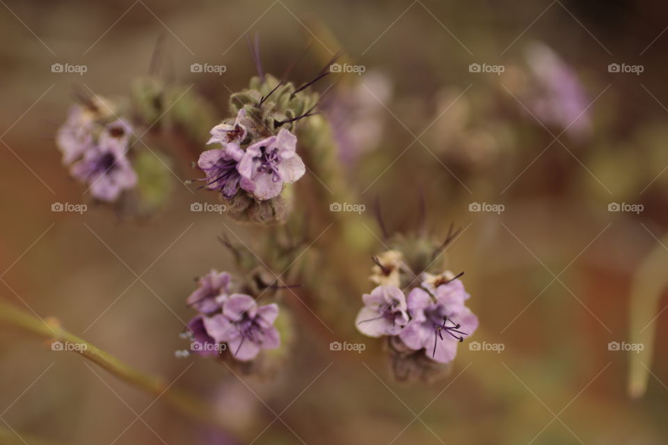 Wild flowers