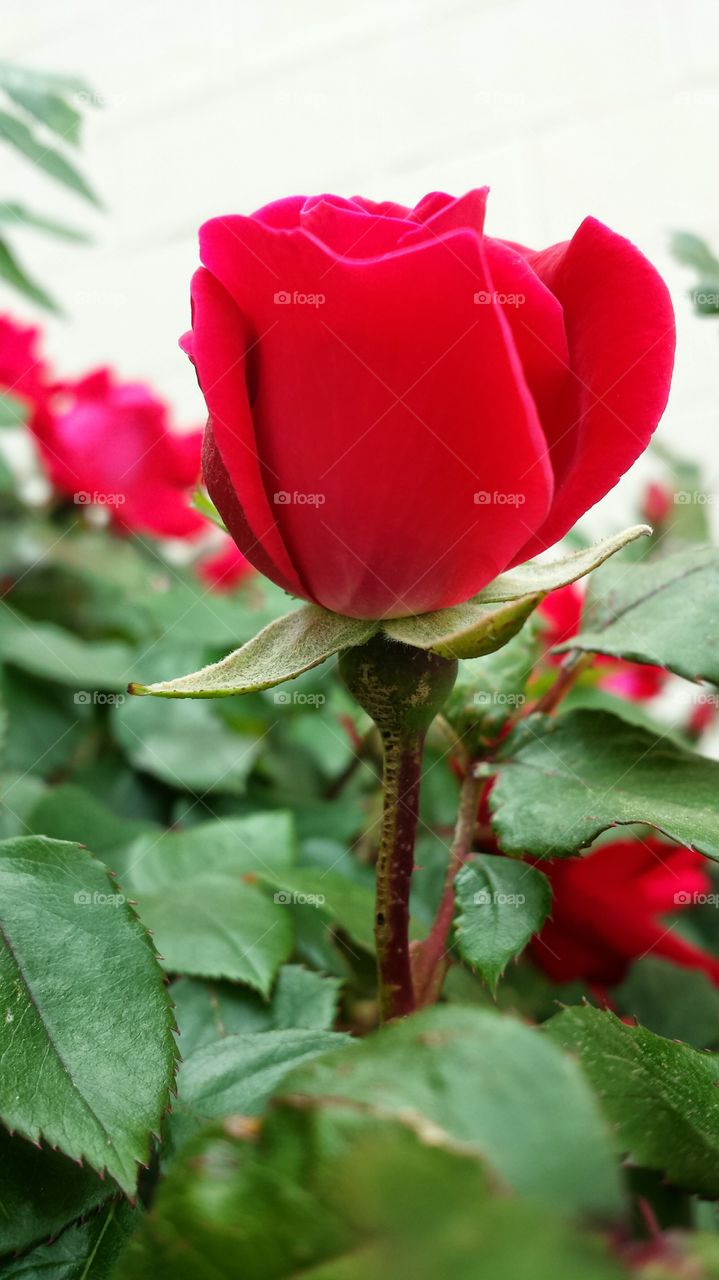 Red Rose