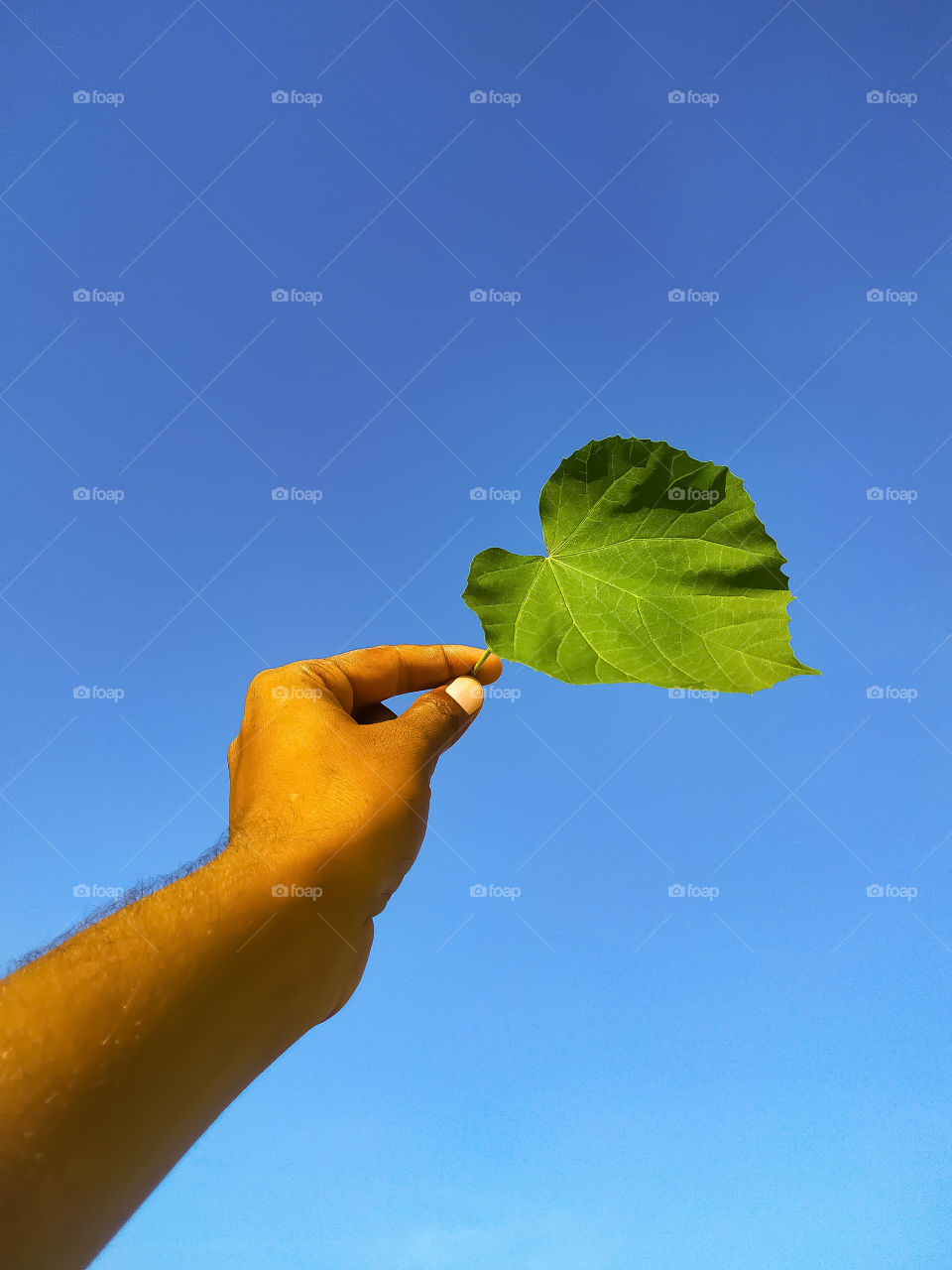 The green leaf in the hand on the blue background