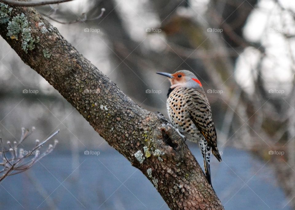 northern flicker