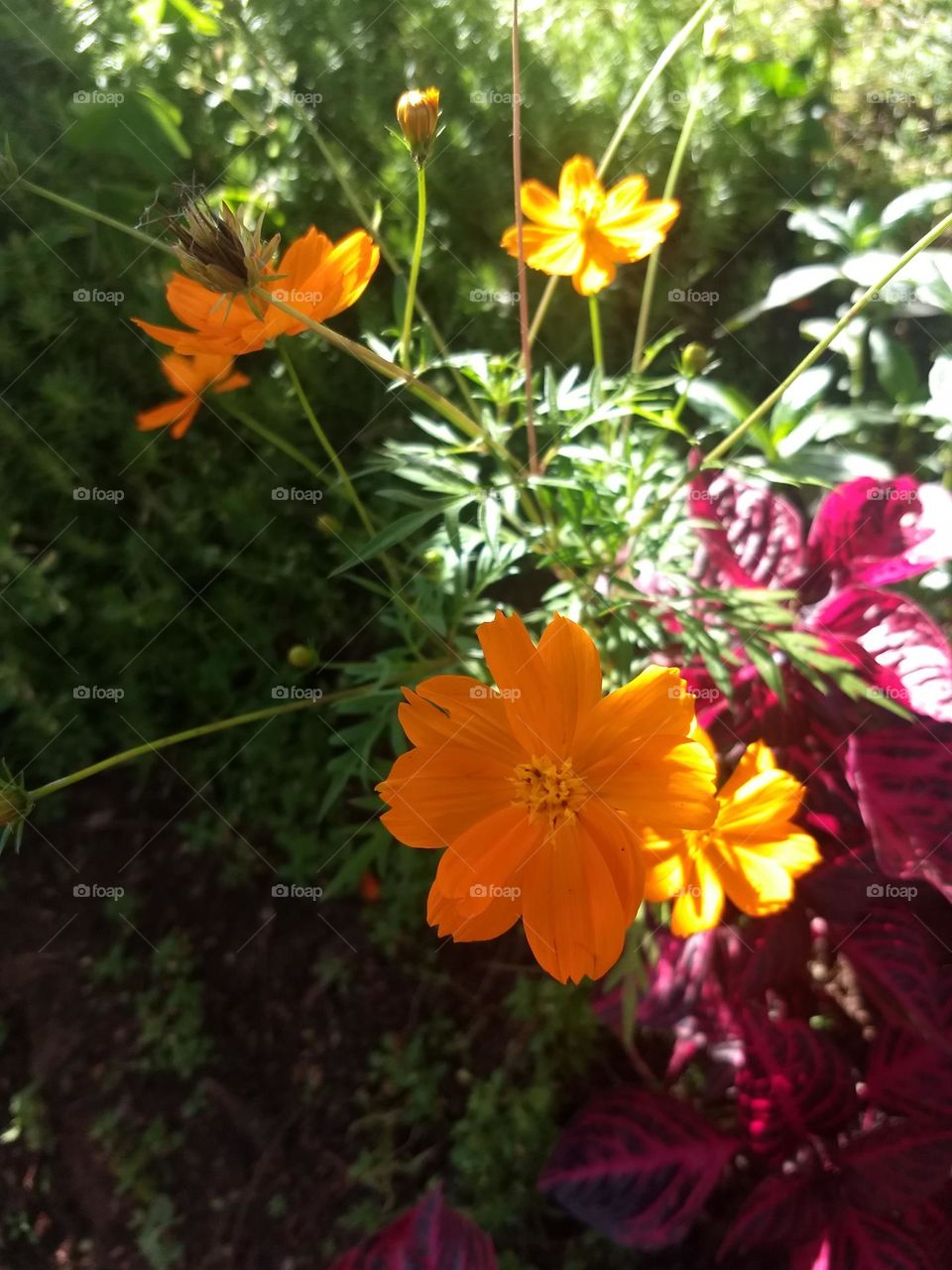 orange flowers and plants