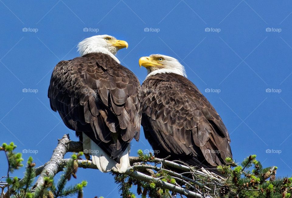 Eagle couple