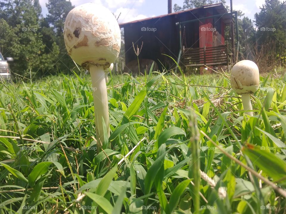 mushrooms of different sizes
