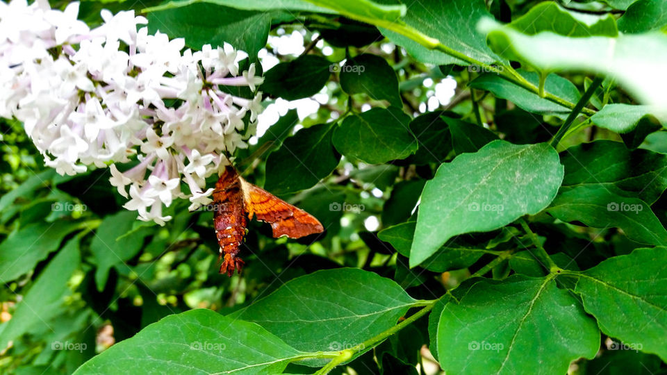 Hummingbird Moth on Lylacs
