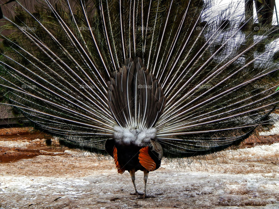 Behind Peacock View